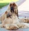 Thumbnail image 2 of Afghan Hound dog breed