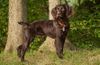 Thumbnail image 3 of Boykin Spaniel dog breed