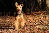 Thumbnail image 2 of Welsh Terrier dog breed
