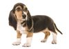 Thumbnail image 1 of Basset Artesien Normand dog breed