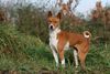Thumbnail image 1 of Basenji dog breed
