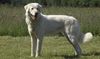 Thumbnail image 1 of Akbash Dog dog breed