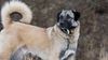 Thumbnail image 2 of Anatolian Shepherd Dog dog breed