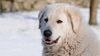 Thumbnail image 0 of Kuvasz dog breed
