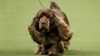 Thumbnail image 1 of Sussex Spaniel dog breed
