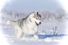 Thumbnail image 7 of Siberian Husky dog breed