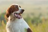 Thumbnail image 1 of Irish Red and White Setter dog breed