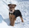 Thumbnail image 0 of Welsh Terrier dog breed