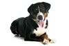 Thumbnail image 0 of Appenzeller Sennenhund dog breed