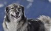 Thumbnail image 0 of Carpathian Shepherd Dog dog breed