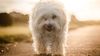 Thumbnail image 1 of Havanese dog breed