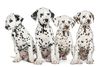 Thumbnail image 0 of Dalmatian dog breed