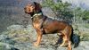 Thumbnail image 3 of Alpine Dachsbracke dog breed