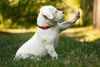 Thumbnail image 0 of Dogo Argentino dog breed