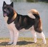 Thumbnail image 2 of Akita dog breed