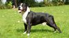 Thumbnail image 0 of American Staffordshire Terrier dog breed