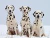 Thumbnail image 1 of Dalmatian dog breed