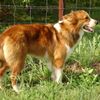 Thumbnail image 1 of Basque Shepherd Dog dog breed