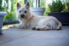 Thumbnail image 1 of Cairn Terrier dog breed