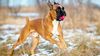 Thumbnail image 1 of Boxer dog breed