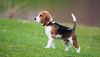 Thumbnail image 1 of Beagle dog breed