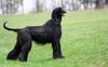 Thumbnail image 6 of Afghan Hound dog breed