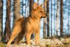 Thumbnail image 0 of Finnish Spitz dog breed