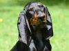 Thumbnail image 1 of Black And Tan Coonhound dog breed