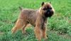 Thumbnail image 0 of Griffon Bruxellois dog breed