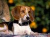 Thumbnail image 1 of American Foxhound dog breed