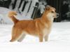 Thumbnail image 1 of Chinook dog breed
