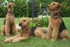 Thumbnail image 0 of Airedale Terrier dog breed
