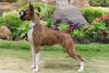 Thumbnail image 2 of Boxer dog breed