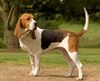 Thumbnail image 0 of Artois Hound dog breed