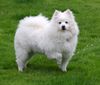 Thumbnail image 0 of American Eskimo Dog dog breed