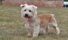 Thumbnail image 2 of Glen of Imaal Terrier dog breed