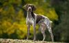 Thumbnail image 0 of Braque Francais dog breed