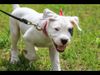 Thumbnail image 2 of Dogo Argentino dog breed