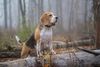 Thumbnail image 0 of Beagle-Harrier dog breed