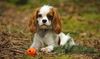 Thumbnail image 1 of Cavalier King Charles Spaniel dog breed