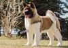 Thumbnail image 0 of Akita dog breed