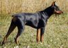 Thumbnail image 1 of German Pinscher dog breed
