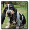 Thumbnail image 0 of Basset Bleu De Gascogne dog breed