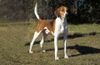 Thumbnail image 3 of American Foxhound dog breed