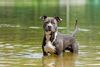 Thumbnail image 0 of American Pit Bull Terrier dog breed