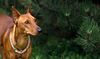 Thumbnail image 0 of German Pinscher dog breed