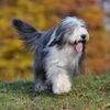 Thumbnail image 0 of Bearded Collie dog breed