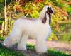 Thumbnail image 5 of Afghan Hound dog breed