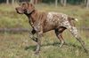 Thumbnail image 1 of German Shorthaired Pointer dog breed