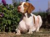 Thumbnail image 1 of Braque Saint-Germain dog breed